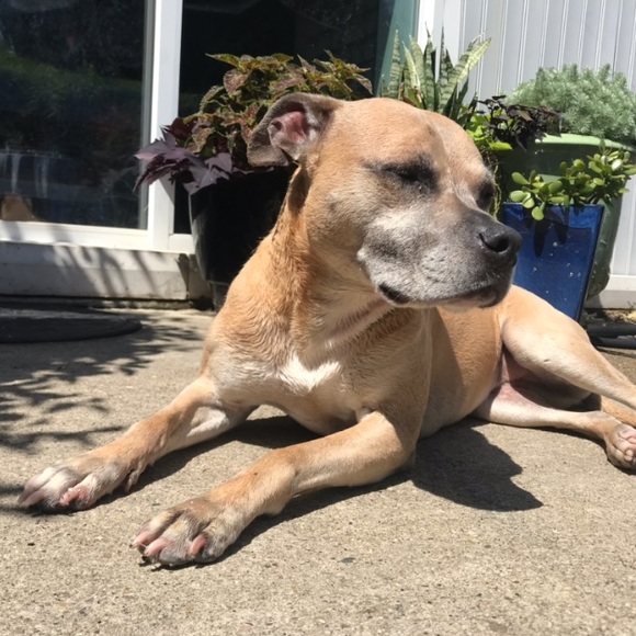 Meet your Posher, Samantha - Picture 4 of 7